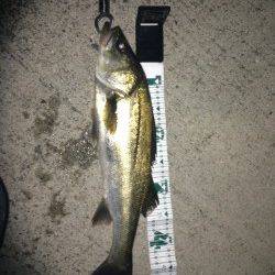 神戸港、バチ抜け狙い！シーバス50UP！