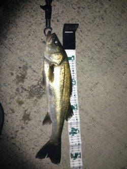 神戸港、バチ抜け狙い！シーバス50UP！