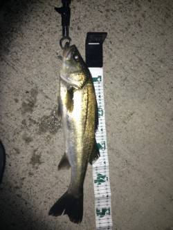 神戸港、バチ抜け狙い！シーバス50UP！