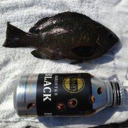 アジュール舞子 朝6時〜4時間のサビキ釣りでアジ200尾 グレやカレイの姿も