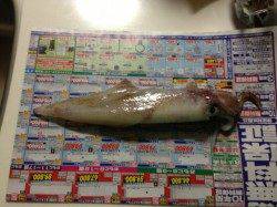 旭　波気がある中でもエギングでシロイカ