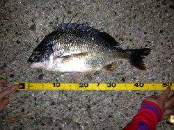 舞洲　久しぶりのチニングでキビレ・ガシラの釣果☆