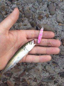 汐見埠頭　ショアジギングで小サバ＆豆アジ