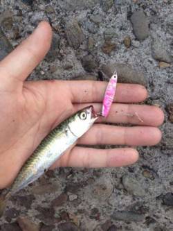 汐見埠頭　ショアジギングで小サバ＆豆アジ