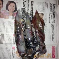竹野港でエギング、シロイカ3杯ＧＥＴ！