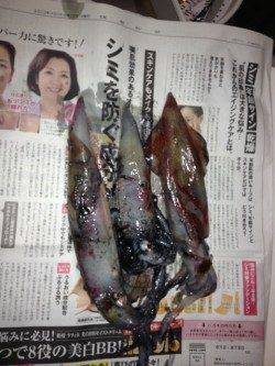 竹野港でエギング、シロイカ3杯ＧＥＴ！