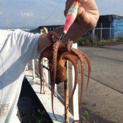 助松埠頭　夕方のオクトパッシングでタコ3バイ