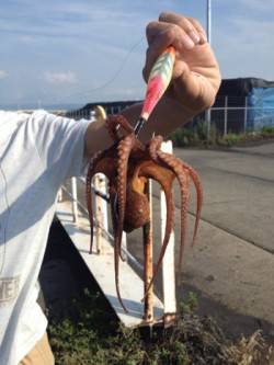 助松埠頭　夕方のオクトパッシングでタコ3バ…