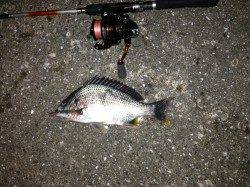 舞洲ジグヘッドでのチニング釣果