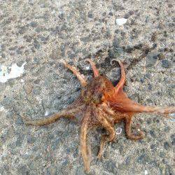 妻鹿漁港でエギング、今流行のあいつが掛かりました