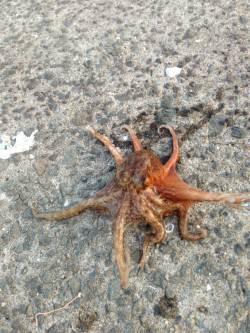 妻鹿漁港でエギング、今流行のあいつが掛かり…