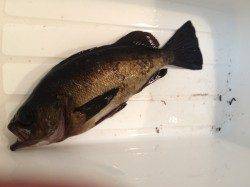 香住西港　メバリングでメバル25cm　小アジのアタリは多数あり