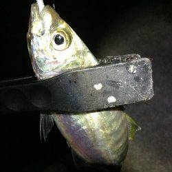 田辺・戎漁港　アジングでアジ〜31cm12匹！