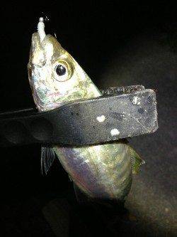 田辺・戎漁港　アジングでアジ〜31cm12匹！