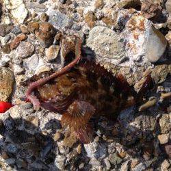 明石でブラクリ釣り、ガシラが沢山釣れましたb