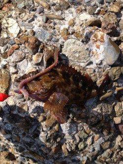 明石でブラクリ釣り、ガシラが沢山釣れましたb