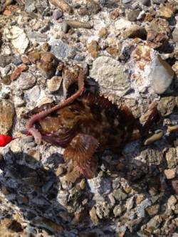 明石でブラクリ釣り、ガシラが沢山釣れました…