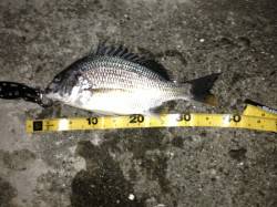 舞洲ジグヘッドでのチニング釣果