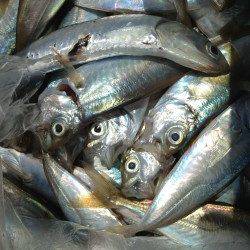 アジュール舞子 朝6時〜4時間のサビキ釣りでアジ200尾 グレやカレイの姿も