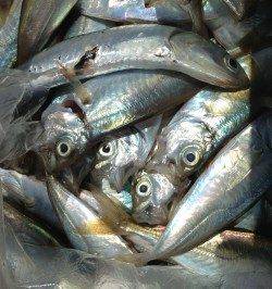 アジュール舞子 朝6時〜4時間のサビキ釣りでアジ200尾 グレやカレイの姿も