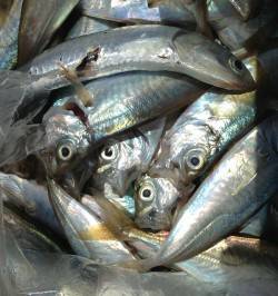 アジュール舞子　朝6時〜4時間のサビキ釣り…