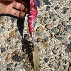 妻鹿（白浜）漁港でデイエギング、3.5号のエギで釣れたのは・・・