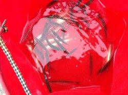 貝塚　お昼からの釣行で豆アジ69匹　イワシ20匹と小サバ　後半はアジ入れ食いに