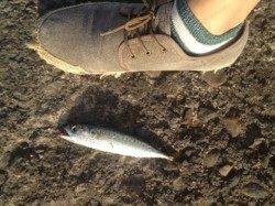 汐見埠頭　ショアジギングで小型ながらサバゲーム楽しめます