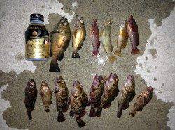 東二見人口島　胴突き仕掛けでメバル・ガシラ・アブシン☆