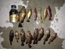 東二見人口島　胴突き仕掛けでメバル・ガシラ…