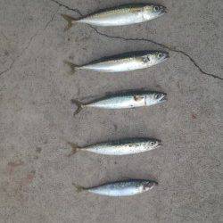 汐見埠頭　ショアジギングで小型ながらサバゲーム楽しめます