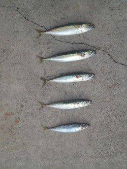 汐見埠頭　ショアジギングで小型ながらサバゲーム楽しめます