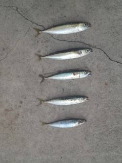 汐見埠頭　ショアジギングで小型ながらサバゲ…