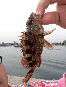 東二見人口島　胴突き仕掛けでメバル・ガシラ・アブシン☆