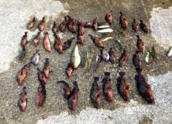 岸和田での胴突き、ガシラ大漁GETです★