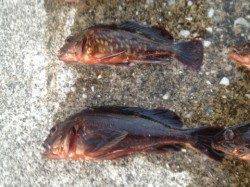 岸和田での胴突き、ガシラ大漁GETです★