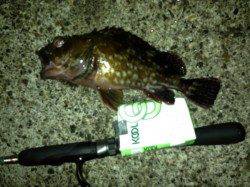 舞洲　久しぶりのチニングでキビレ・ガシラの釣果☆