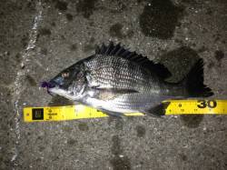 舞洲　チニングでキビレ〜40cm3匹　他ガ…