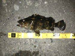 舞洲でチニング、キビレなどの釣果☆