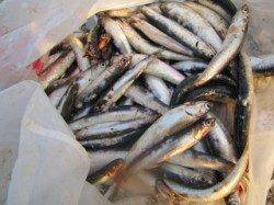 西宮浜　夕方のサビキ釣りでイワシ大漁☆