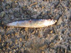 西宮浜　夕方のサビキ釣りでイワシ大漁☆