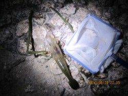 武庫川河口　探り釣りでウナギ狙いもテナガエビ＆ブルーギル