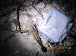 武庫川河口　探り釣りでウナギ狙いもテナガエ…