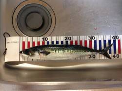 アジュール舞子　ウキ釣りでサバ38cm 刺…