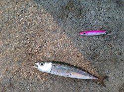 夕暮れの神戸空港で一時間だけの釣行