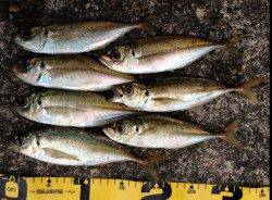 田辺ランガンアジング釣行！アジ×20