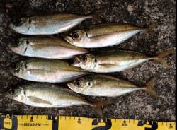 田辺ランガンアジング釣行！アジ×20