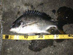 舞洲　チニングでキビレ〜40cm3匹　他ガシラ5匹☆