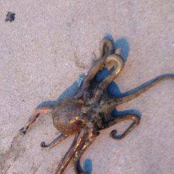 本荘人口島　タコテンヤでタコ1.5kg☆