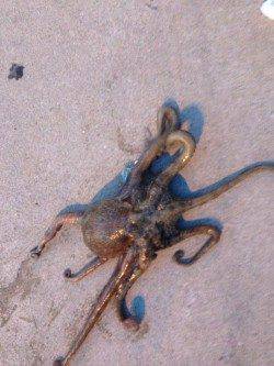 本荘人口島　タコテンヤでタコ1.5kg☆